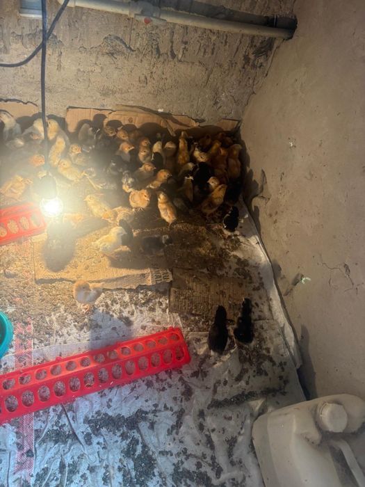 Продается цыплята