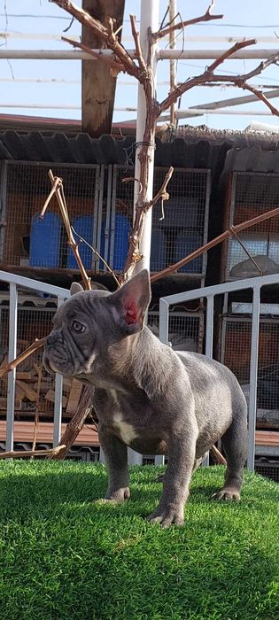 Красивые французики