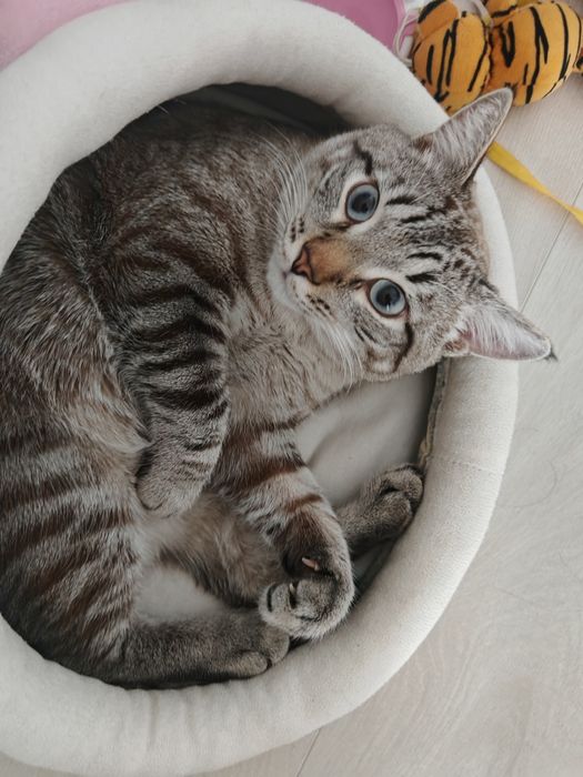 Мощный котик отдам