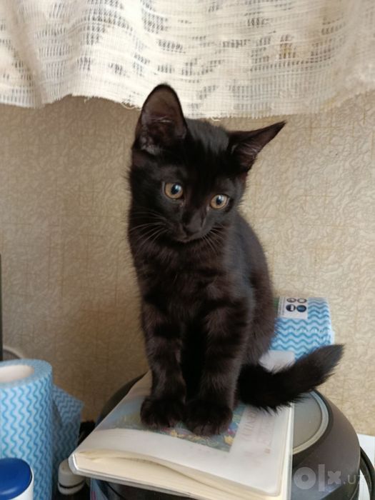 Отдам котенка в ХОРОШИЕ руки!