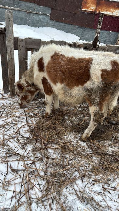 Продам бычков!!!