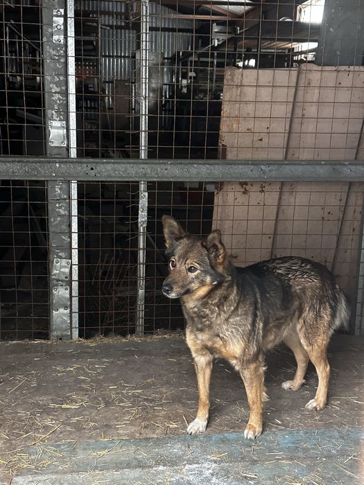 Глория в поисках дома