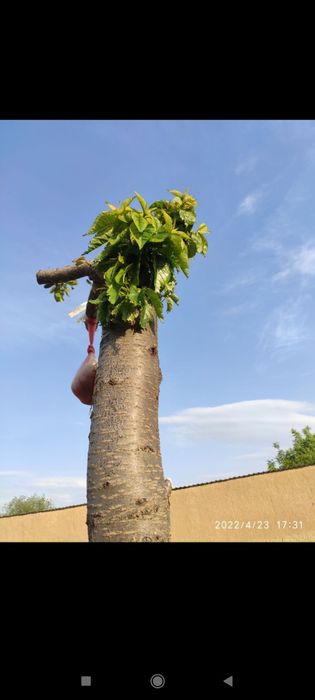 Daraxt abrezka sadovnik kesish