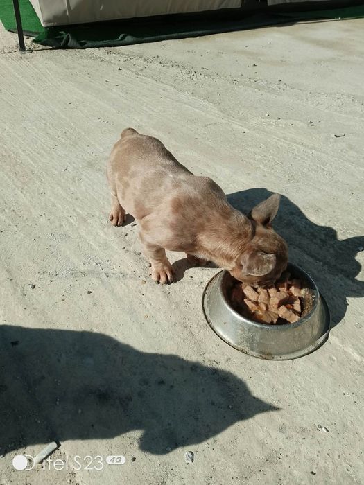 Vând buldog francez