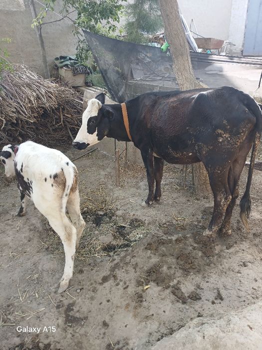 SIGIR bolasi gunojin