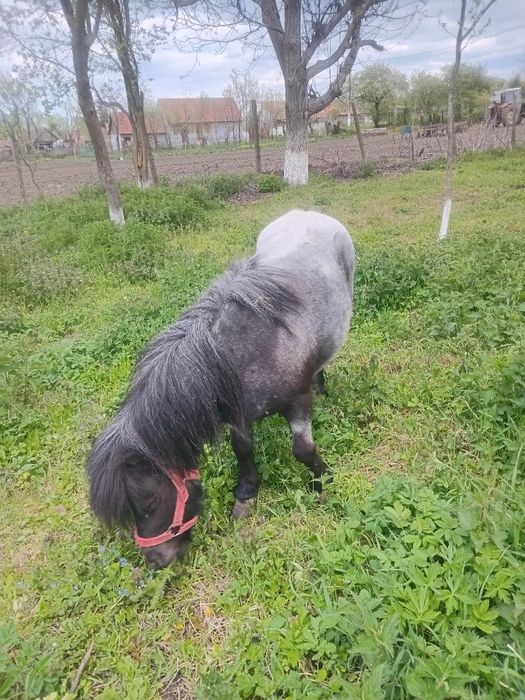 Vand sau schimb,poneiță de 8 ani