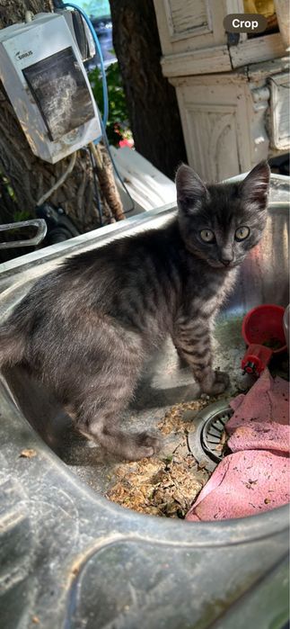 Отдам котика в добрые руки