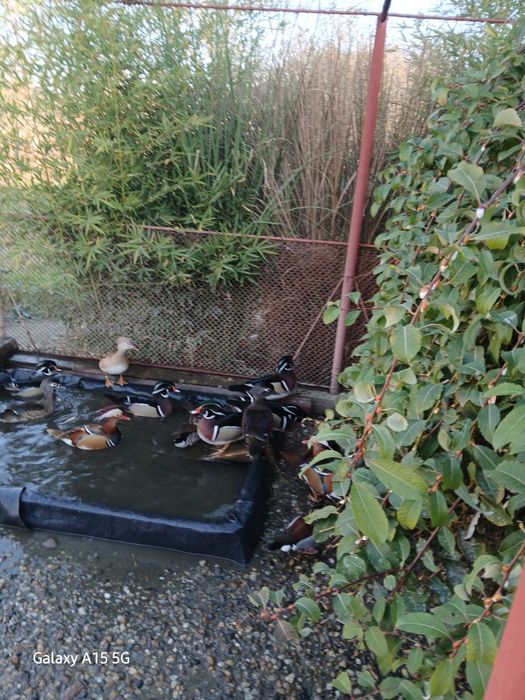 Vînd rate mandarine si    caroline