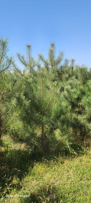 Крымская сосна арча кучатлари сотилади