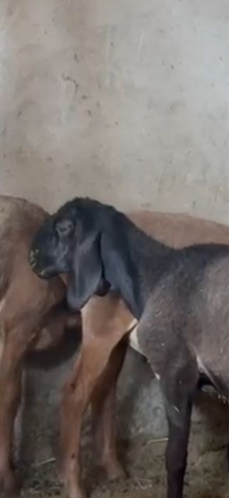 Токты кошкар сатылады