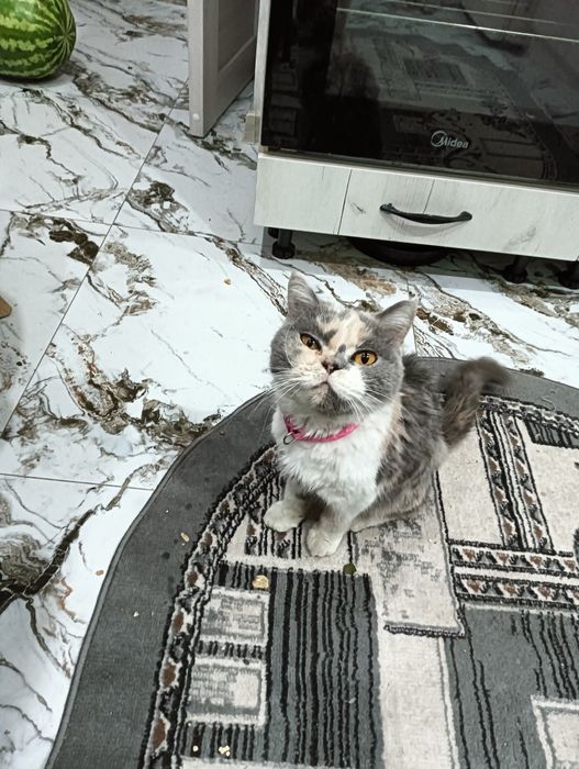Кошку дарам отдам