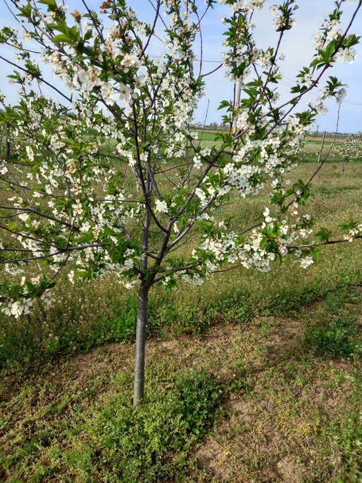 Vand livada  tanara 400 visini pe rod