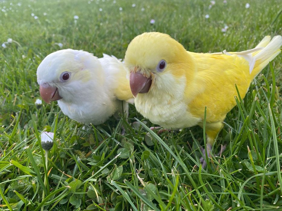 Papagali vorbitori puiuti blanzi micul alexandru calugari