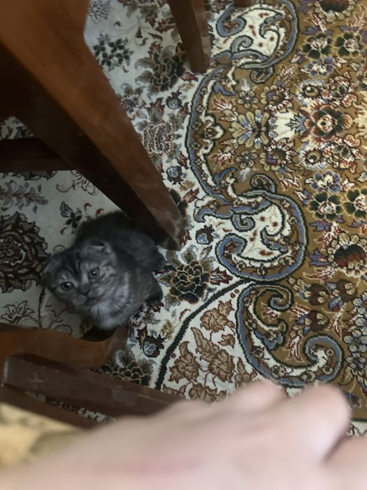 Aqilli muloyim momiq igrushkadek mushukchalar