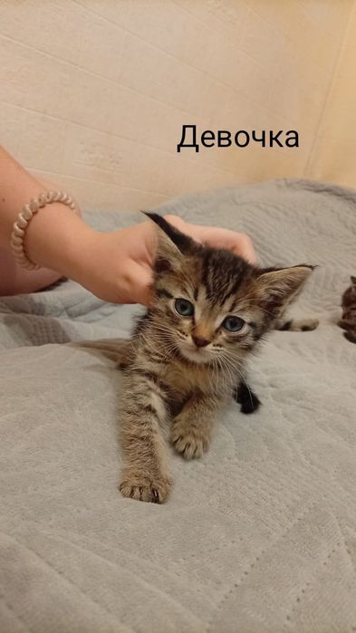 Отдам котят разных