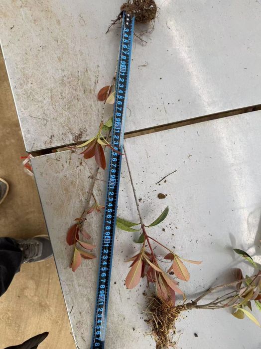 Фотиния кучатларига заказ оламиз оптом