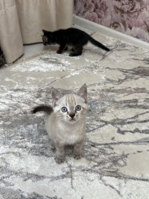 Бенгальские котята