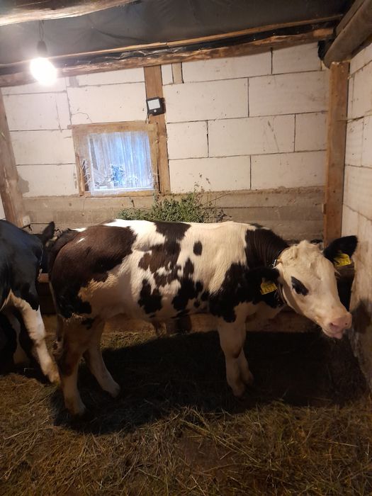 Vind doi taurasi 180 200 kg unul belgian si unul baltat pe negru