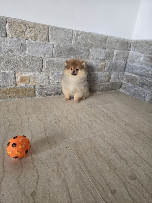 Мини Померан момче