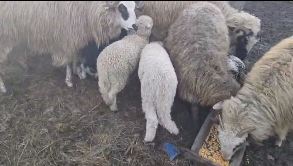 4 oi si 4 mieluțe  la prima fătare  11 milioane bucata bani  vechi