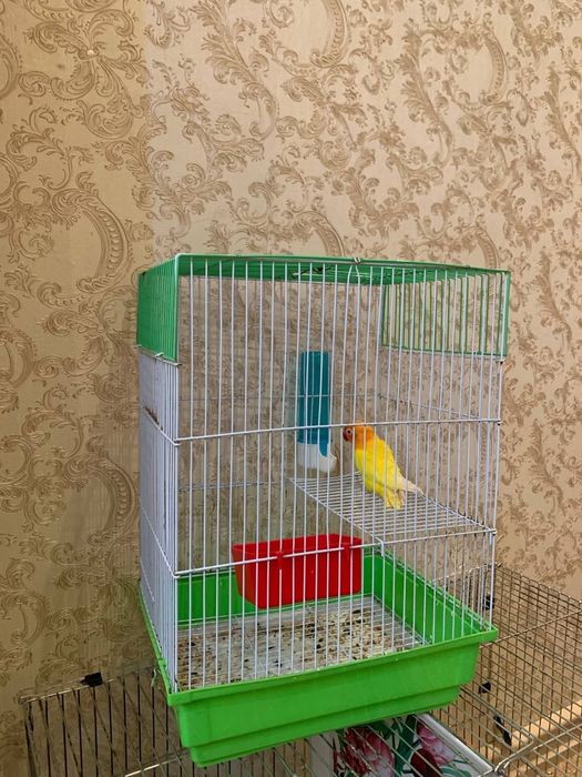 Неразлучка Лутина Мода тахминан