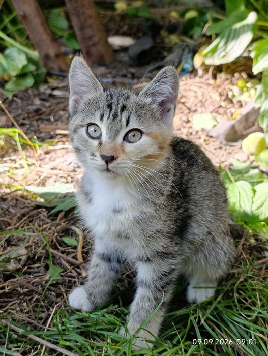 Котята ищут своих людей