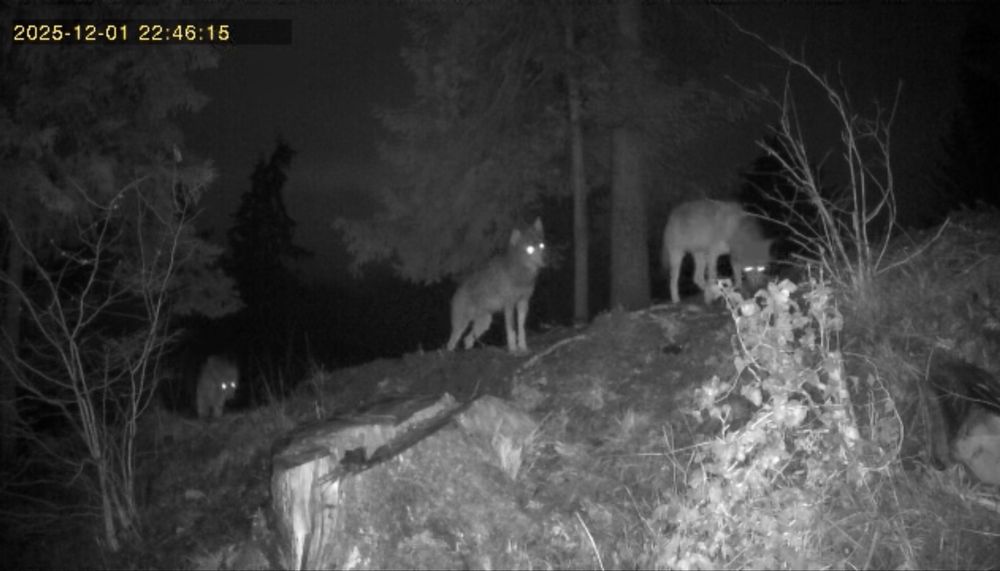 Cameră de vânătoare 4G + PANOU