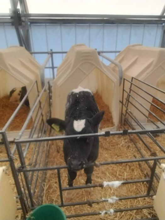 Продаются чистопородные бычки