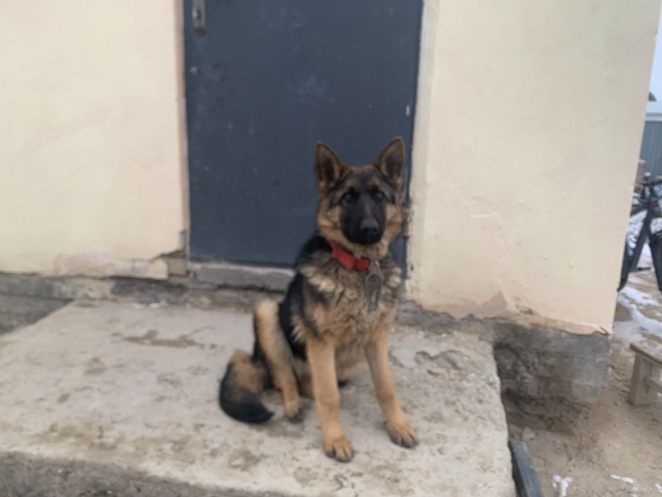 Собака 2025 таза қанды