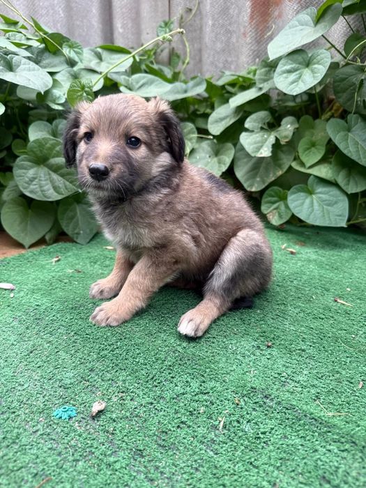 Отдам щенков в хорошие руки.