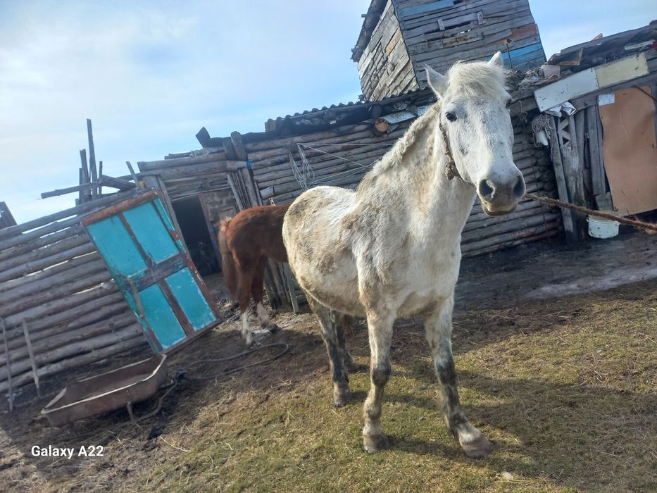 Бие, тай сатылады