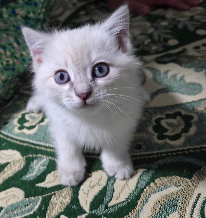 Продаются котята