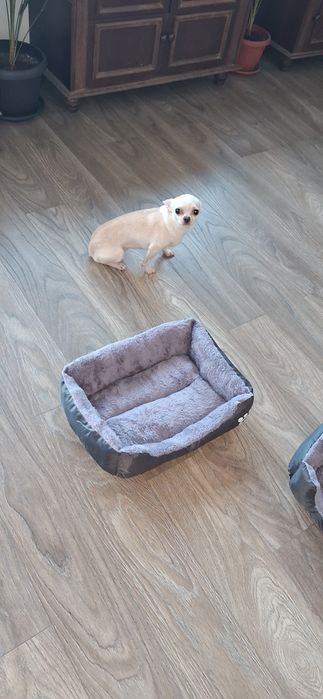 Легло за куче,котка,чихухахуа,пухкаво легло