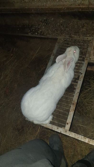 Xikol quyon sotiladi