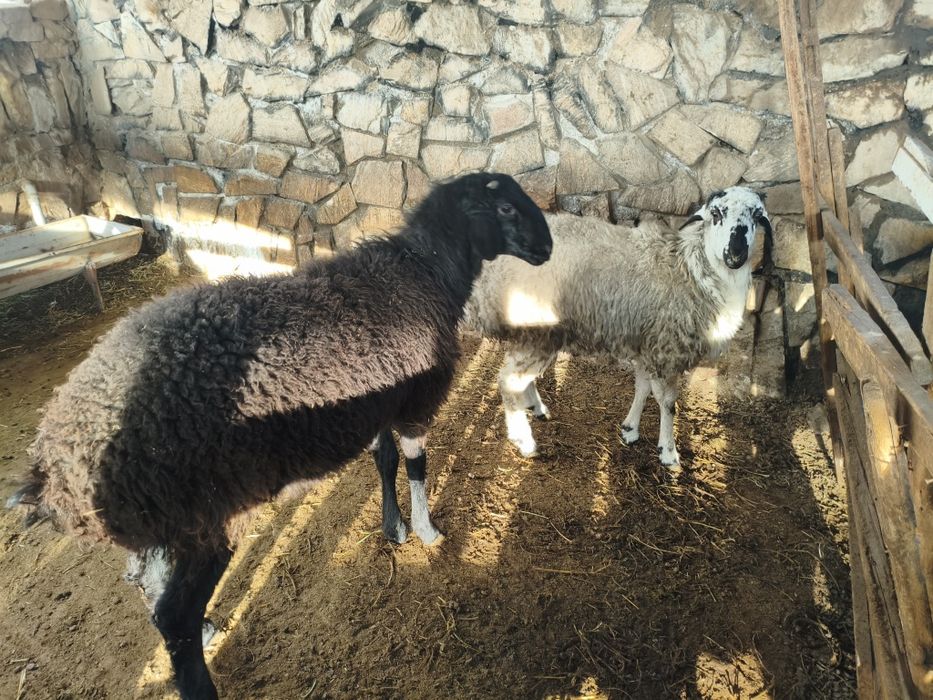 Кучкорлар сотилади