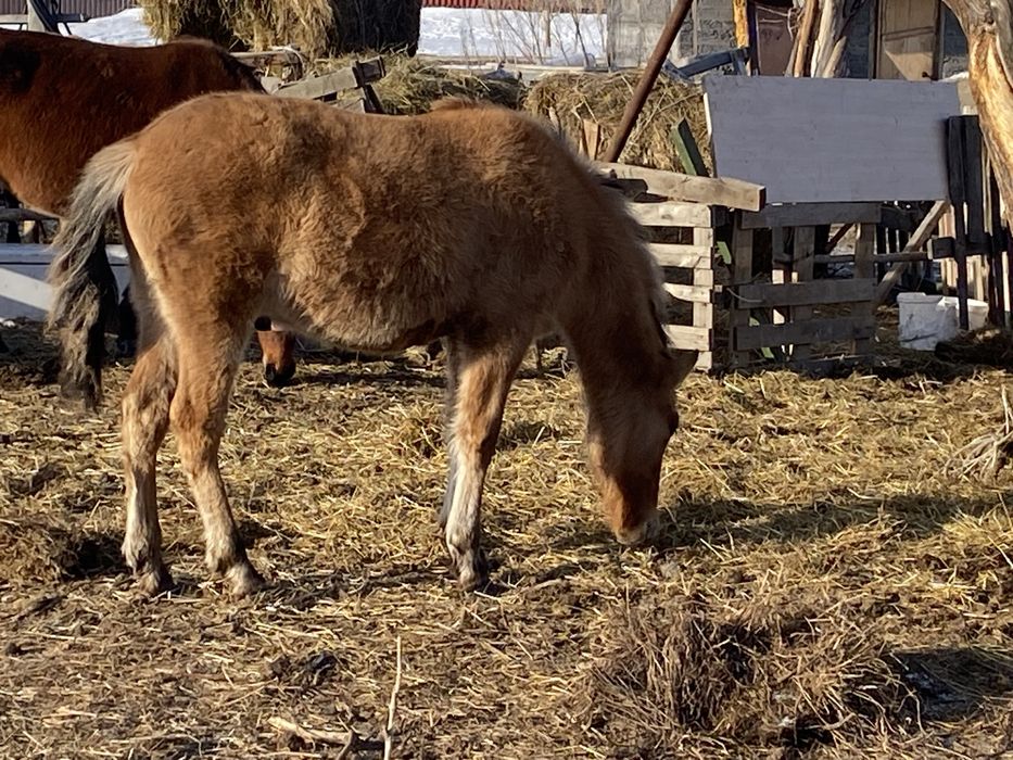 Тай сатылады 9 айлык