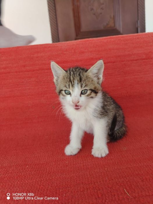 Отдам котят бесплатно