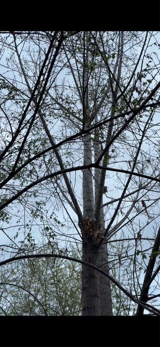 Спил деревьев на дрова