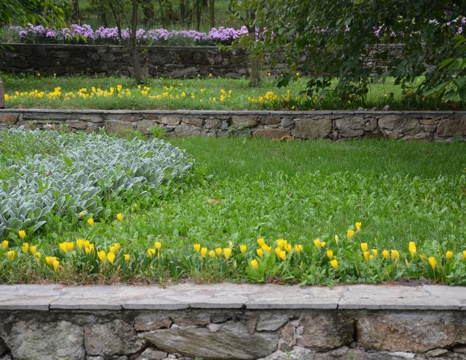 Жълт есенен минзухар,лилиум/крин