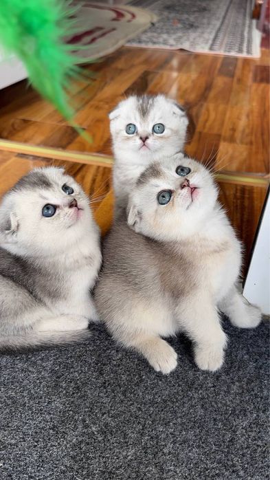 Мушук чатиштирамиз