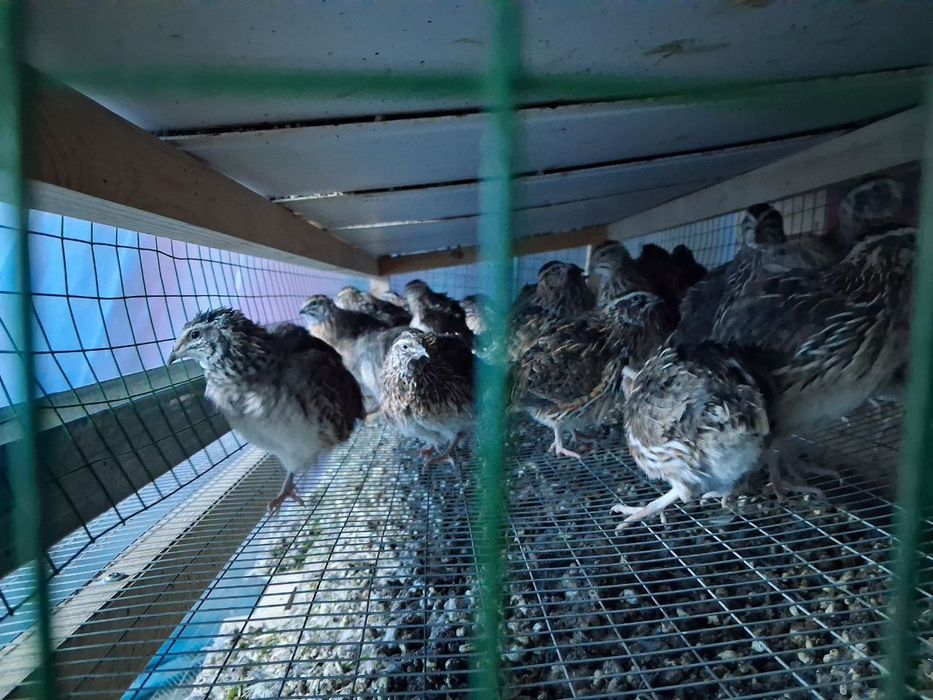 Бедана япон манжор