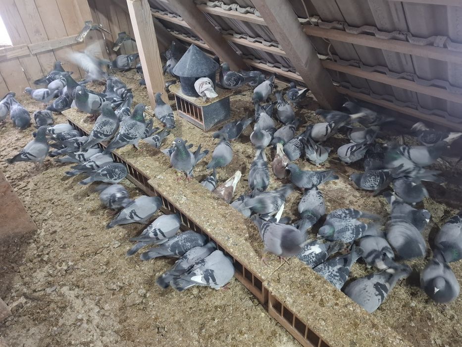 Porumbei voiajori de vanzare 50 ron