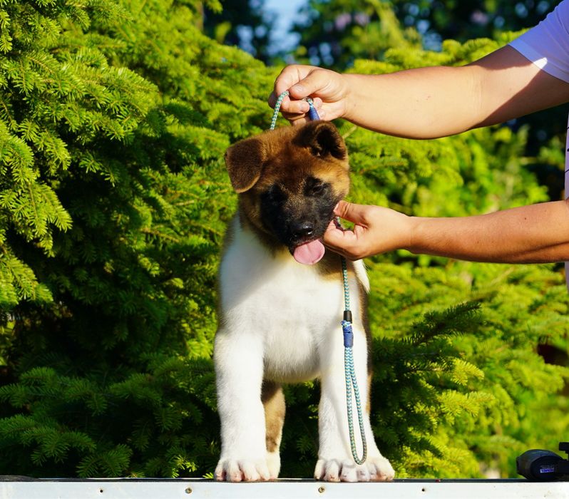 Mascul American Akita Pet