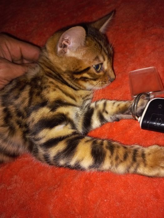 Бенгальские чистокровные!