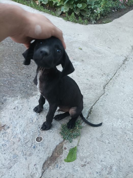 Spaniel охотник 150$