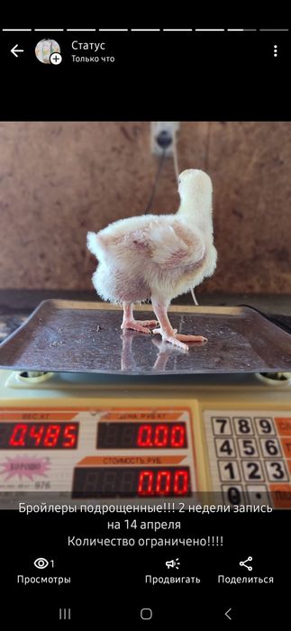 Цыплята бройлеры подрощенные