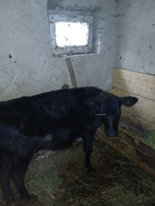 Vind Vitica Angus