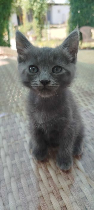 Котенок 1 месяц отдам даром