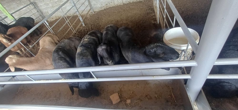 Hisori qozi qochqorla sotiladi