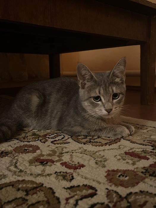 Кошка отдаем в хорошие руки